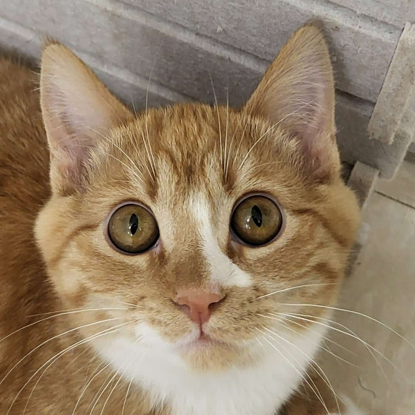 Let's meet KRINGLE! Our POP-PAW-RAZZI Superstar of the Week!