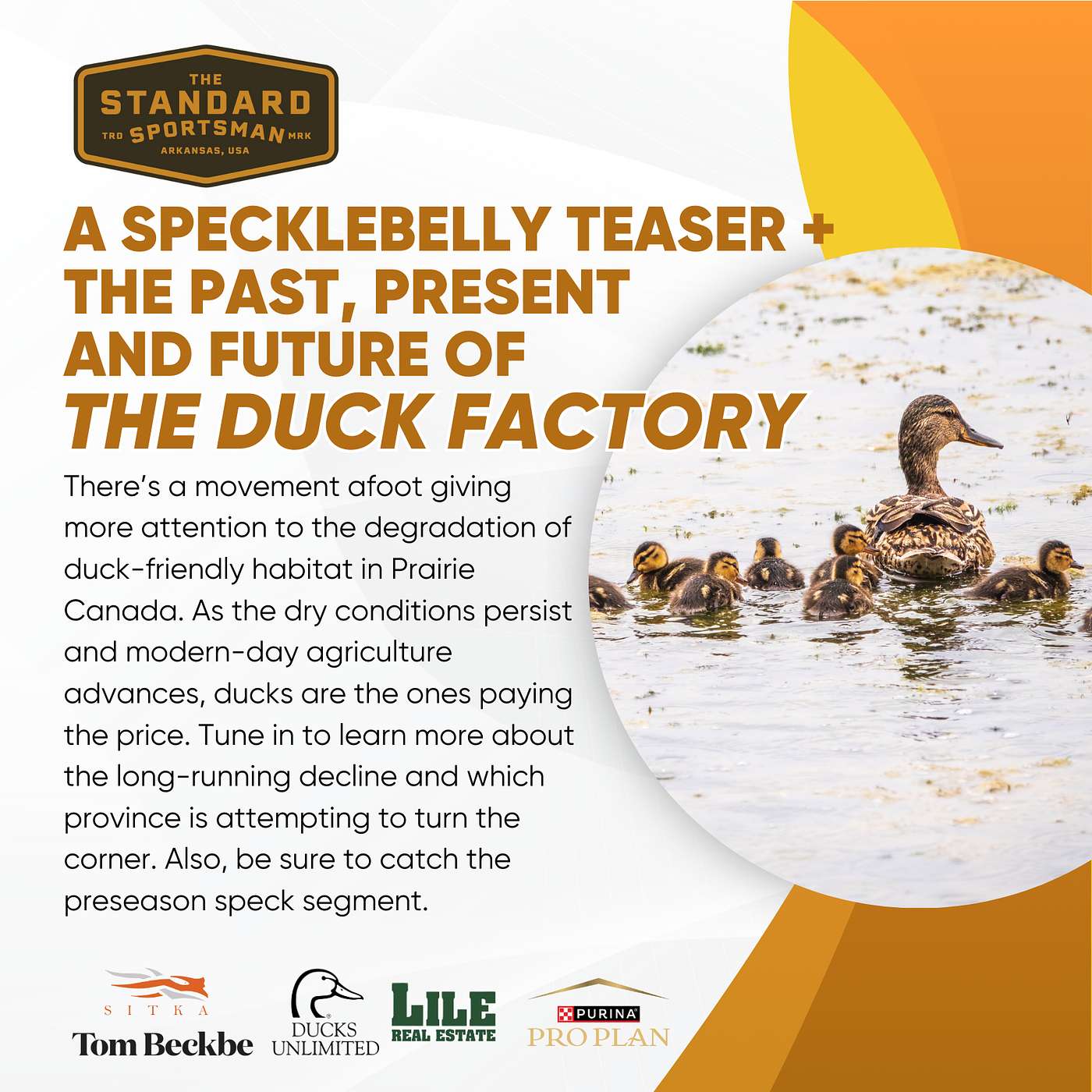 The Standard Sportsman - Specklebelly Teaser + The Past, Present and Future of the Duck Factory