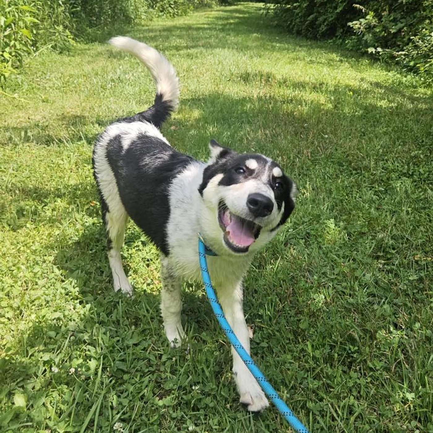 Let's meet Greywind! She's our POP-PAW-RAZZI Superstar of the Week! She's SO sweet!