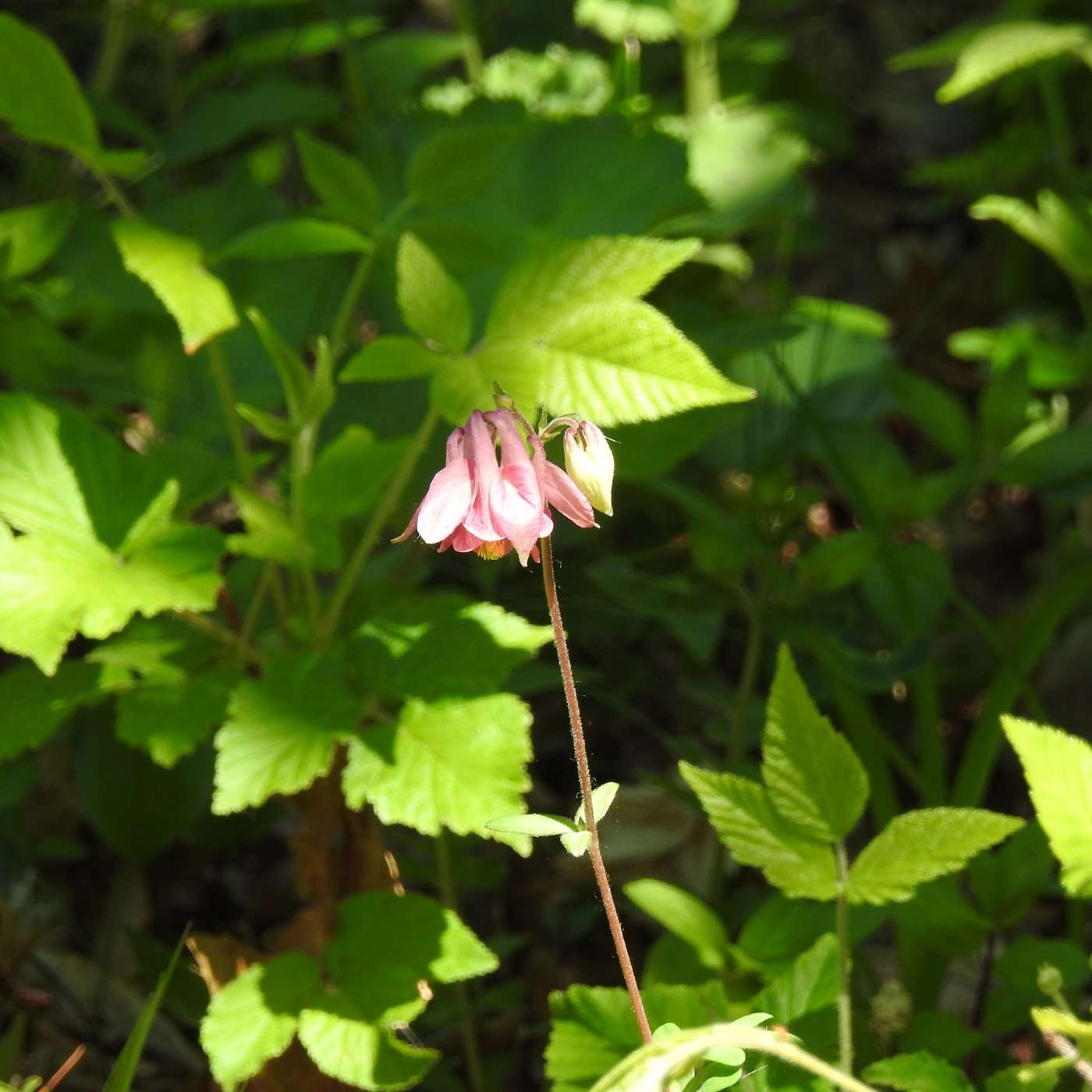 PINK COLUMBINE