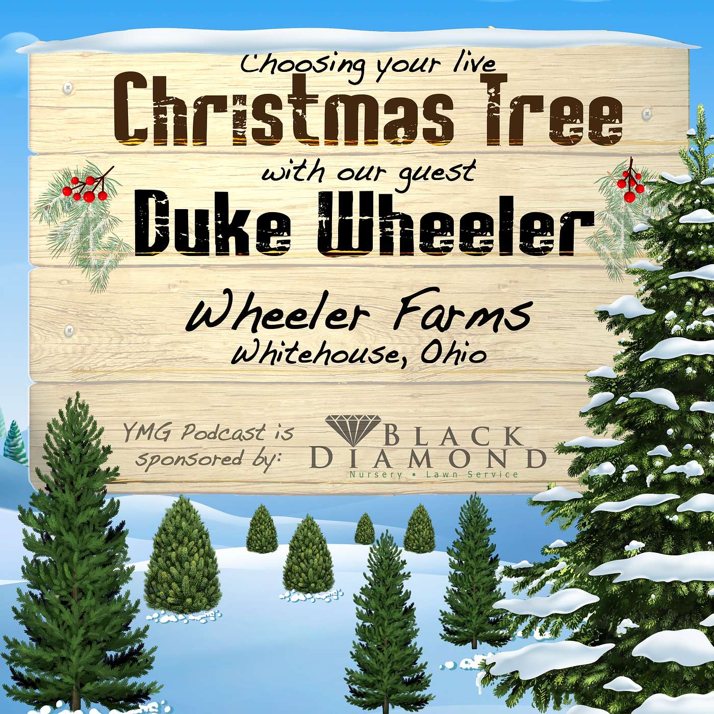 Choosing Your LIVE Christmas Tree