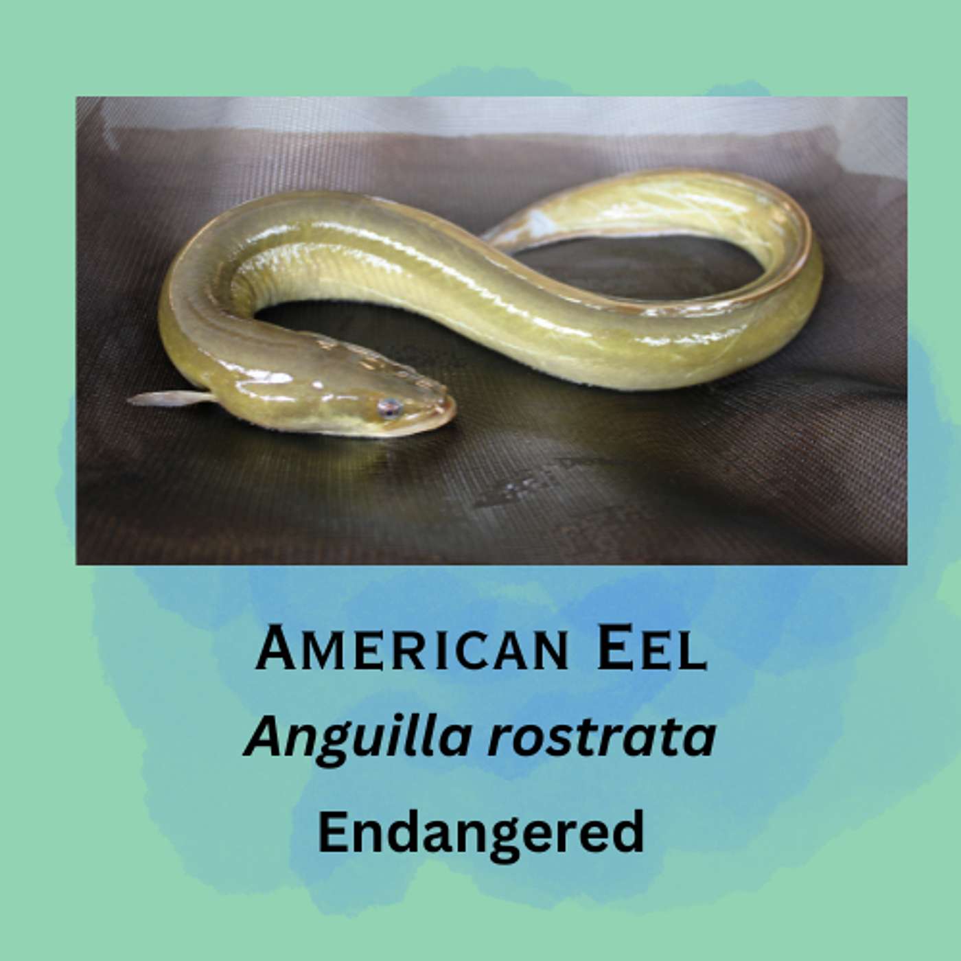 American Eel: Ambassadors of the River part 1