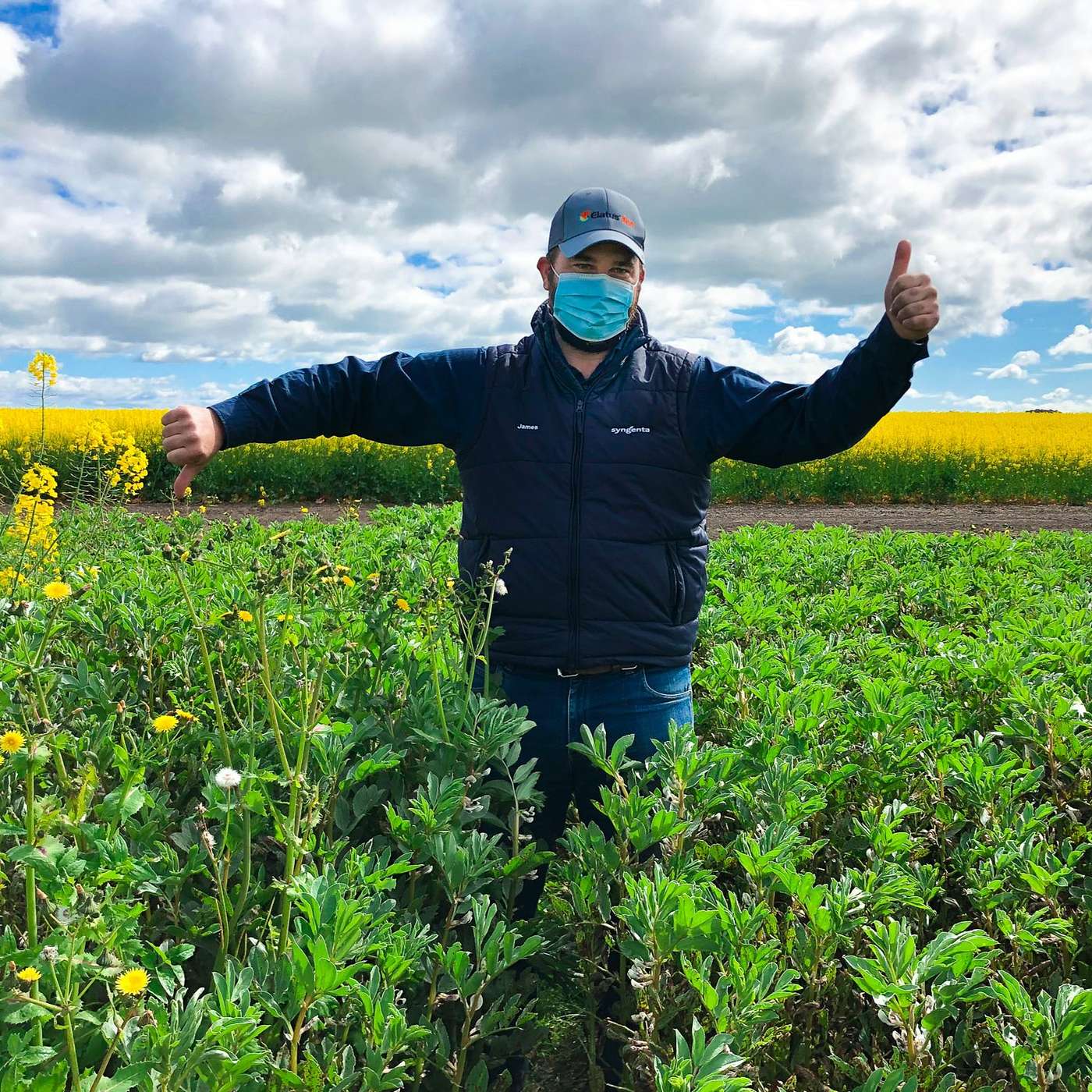 Lupins and other pulses to benefit from new addition of Reflex in weed control tool kit