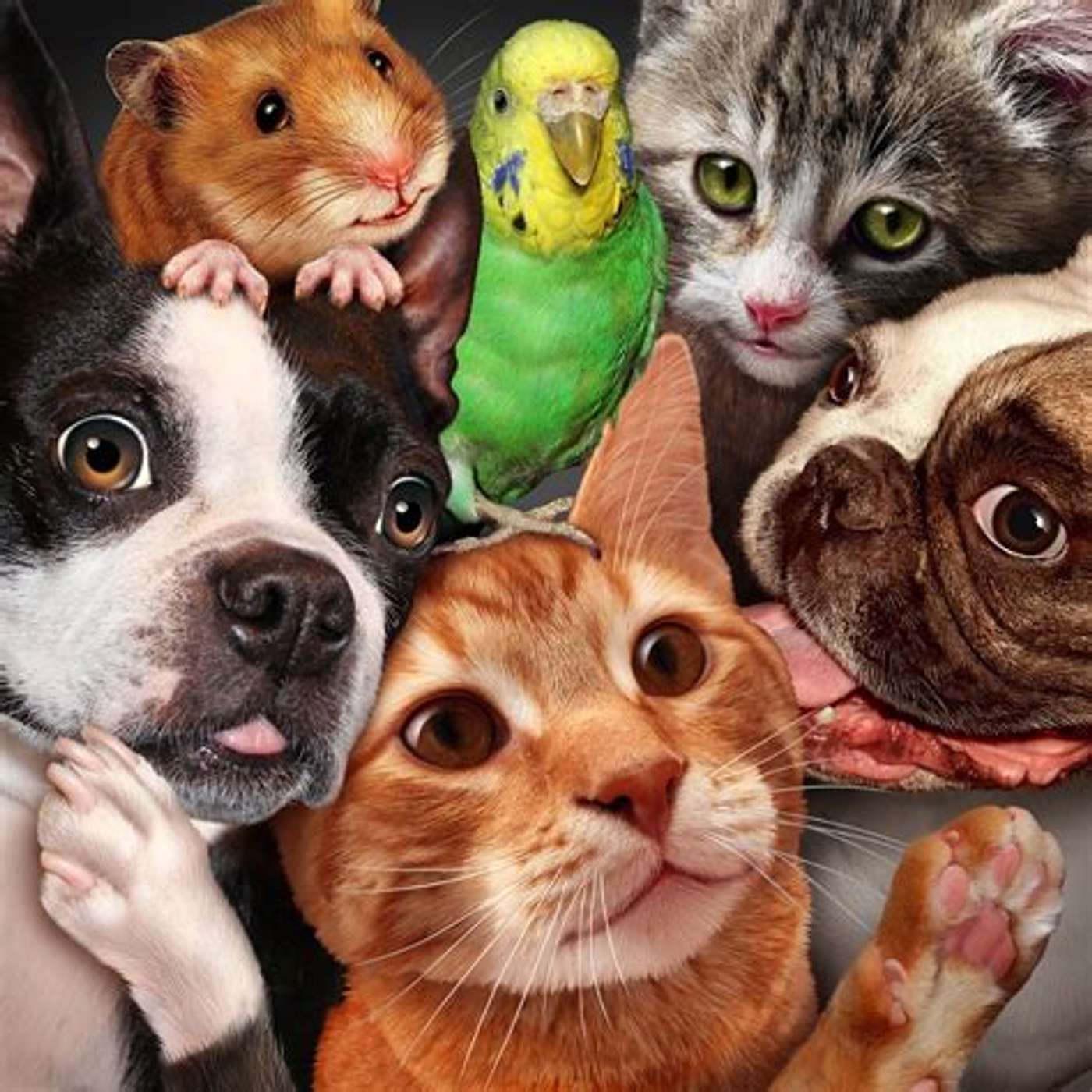 Pets: part of a healthy life episode artwork