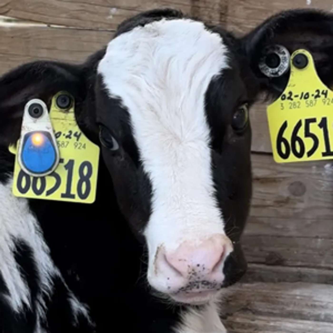 DairyVoice Podcast