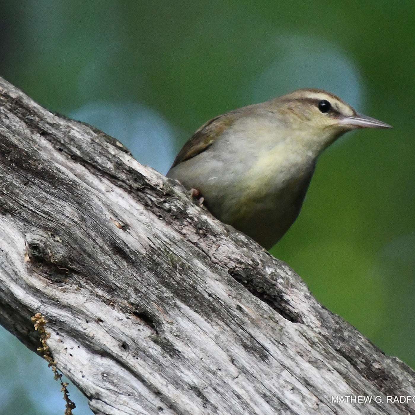 S1 E11: Way up Yonder on the Chattahoochee. The Swainson's Warbler and my quest to find them. episode artwork