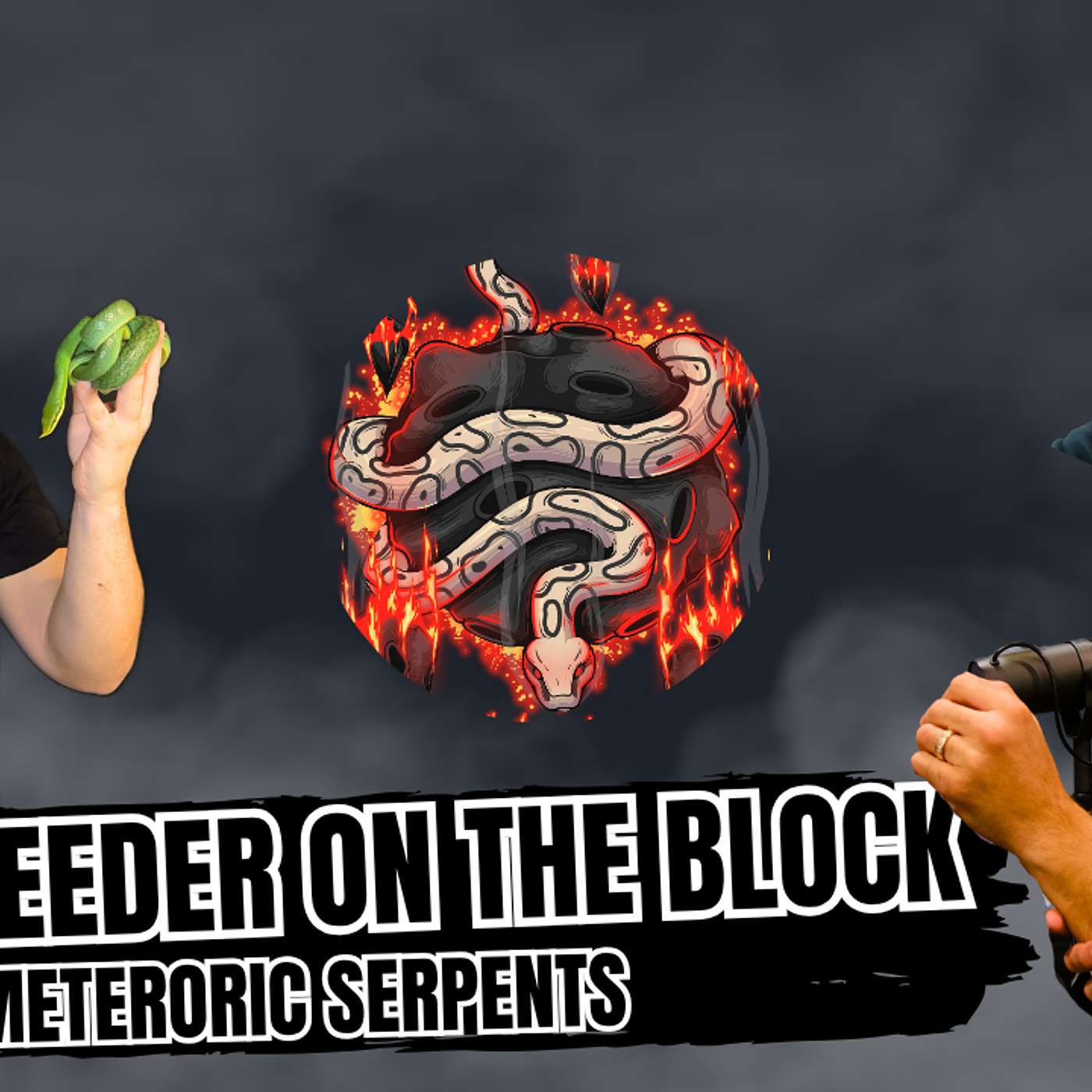 Why So Many Ball Python Breeders Are Leaving The Hobby | New Breeder On The Block Live