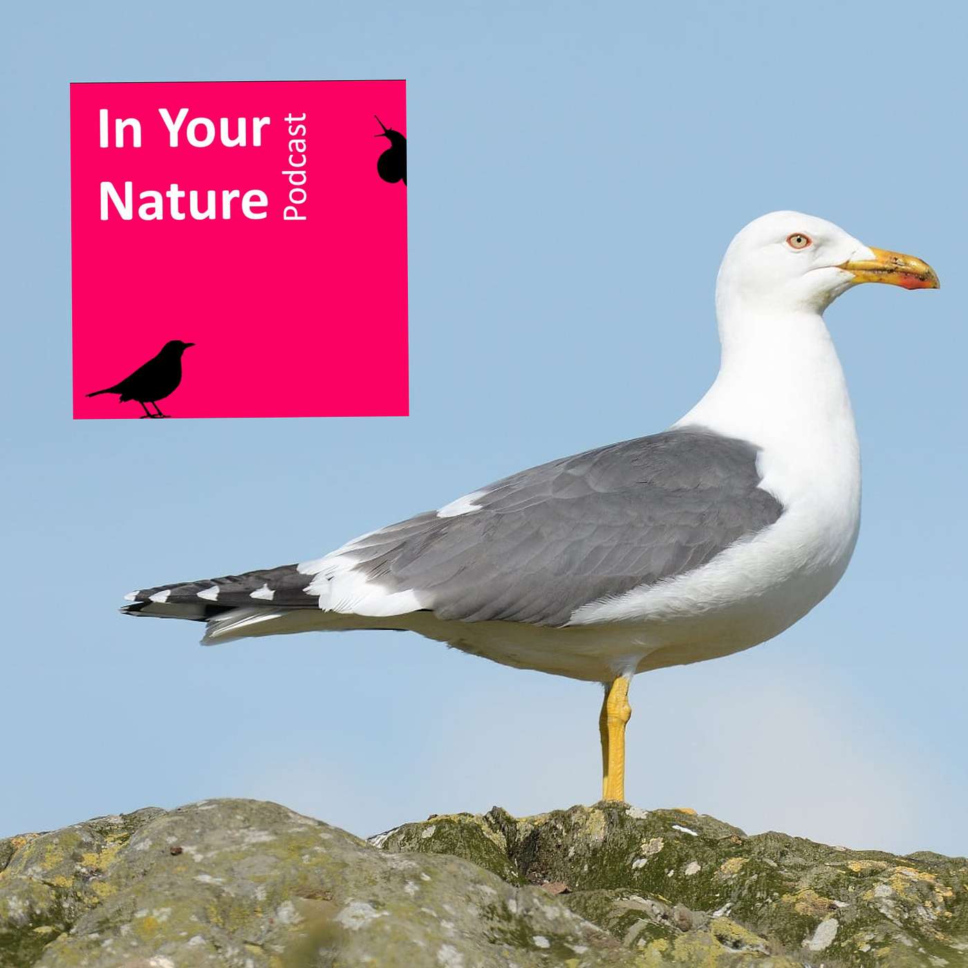 In Your Nature Ep 10 - No Such Thing as a Seagull