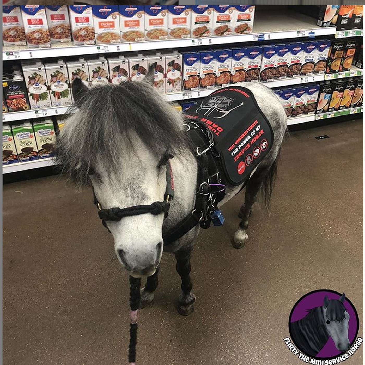 Service Mini Horse