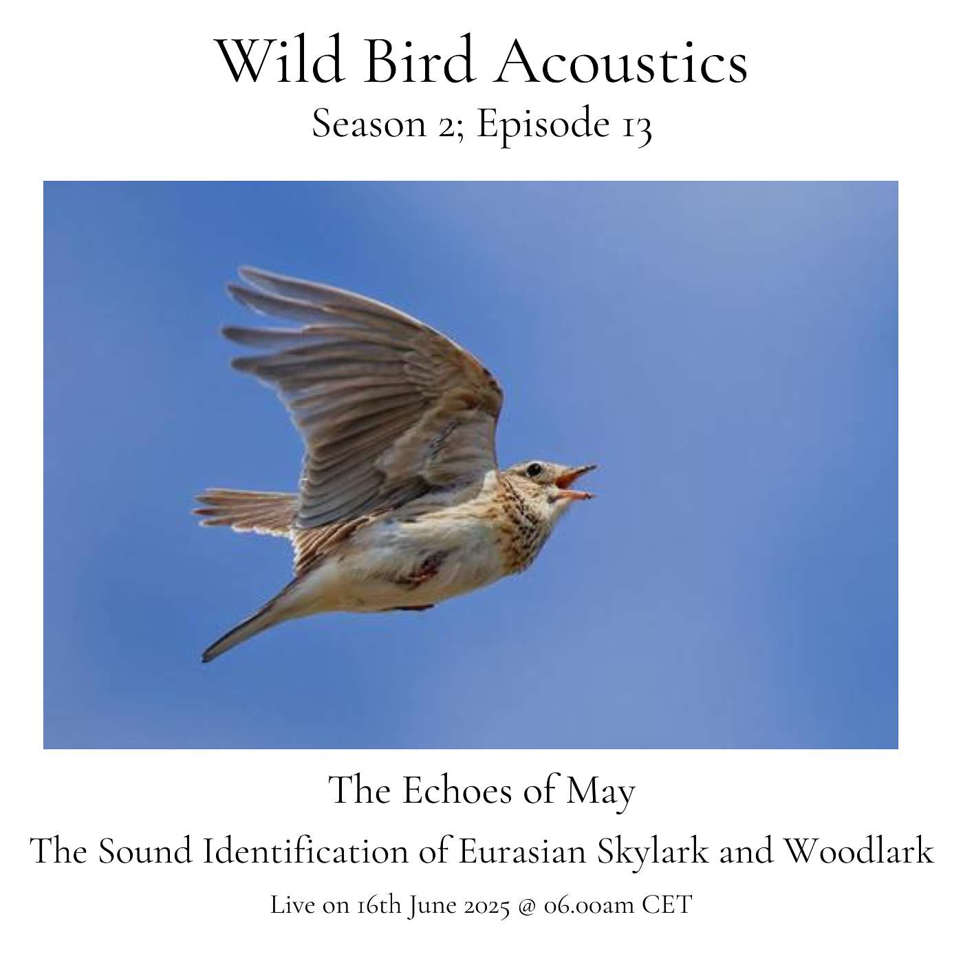 Wild Bird Acoustics
