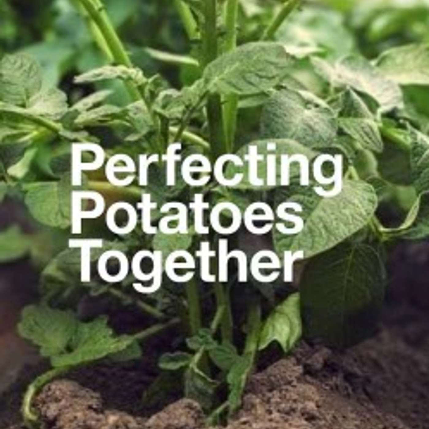Perfecting Potatoes Together
