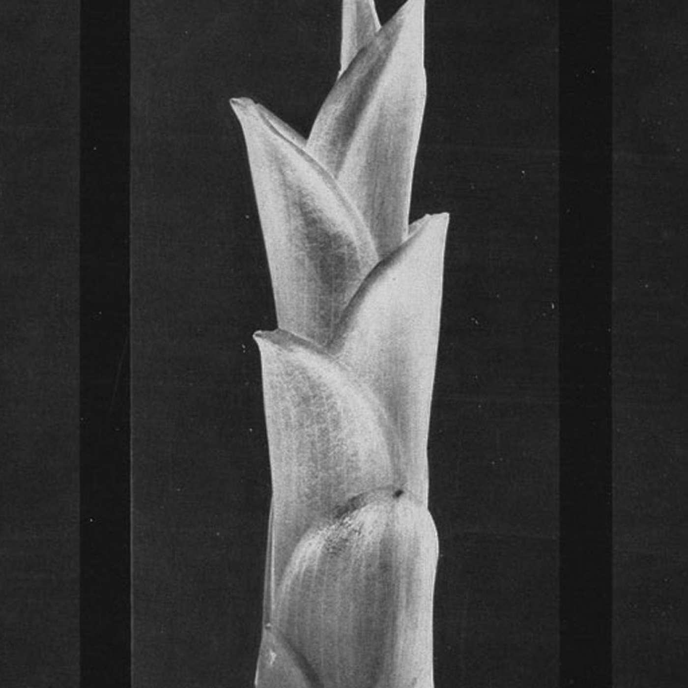 Dams, Radiators and The Shard: The Legacy of English Gardening episode artwork