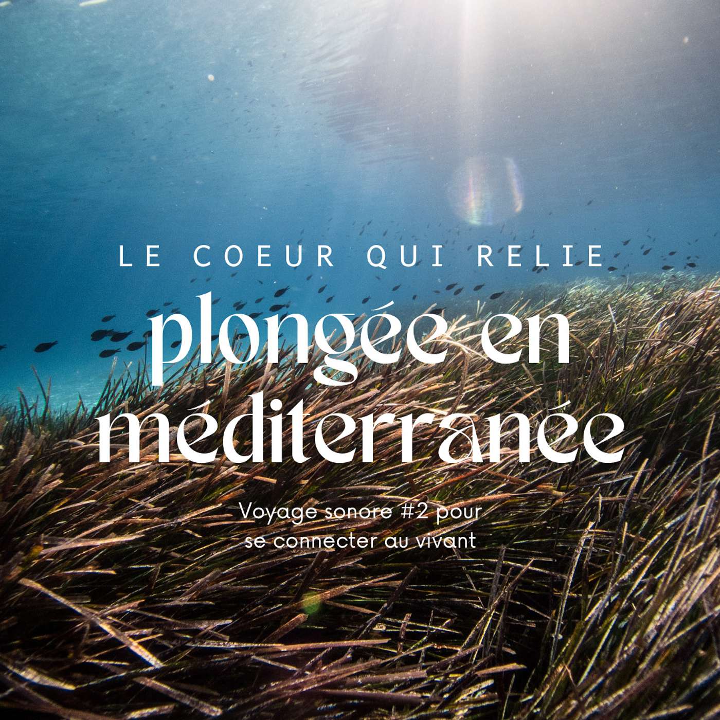 2. Plongée en Méditerranée 