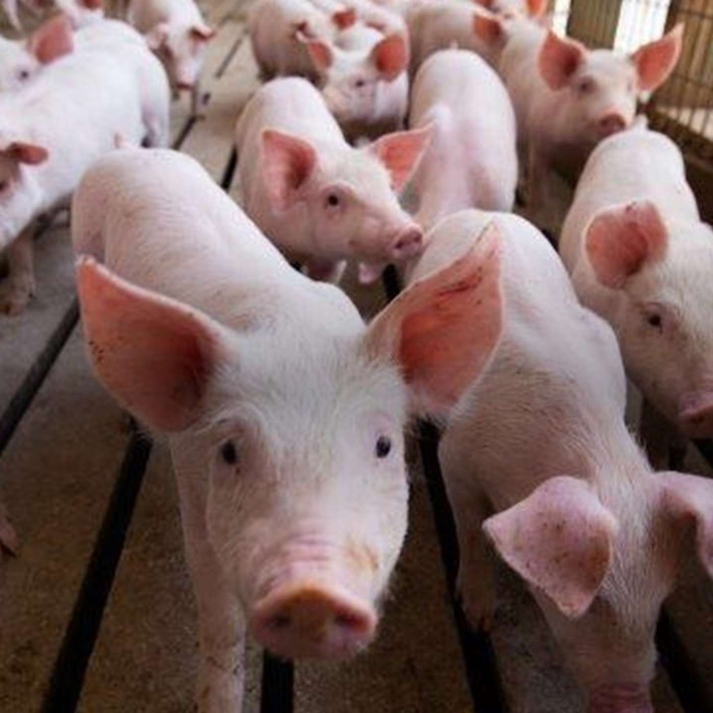 Battling mortality: The pig livability project