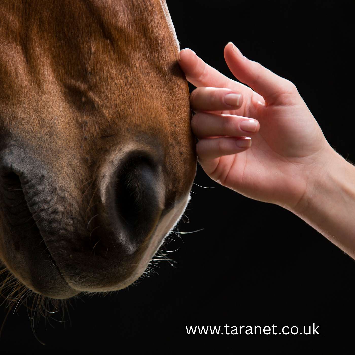 Why Antioxidants Matter For Horses