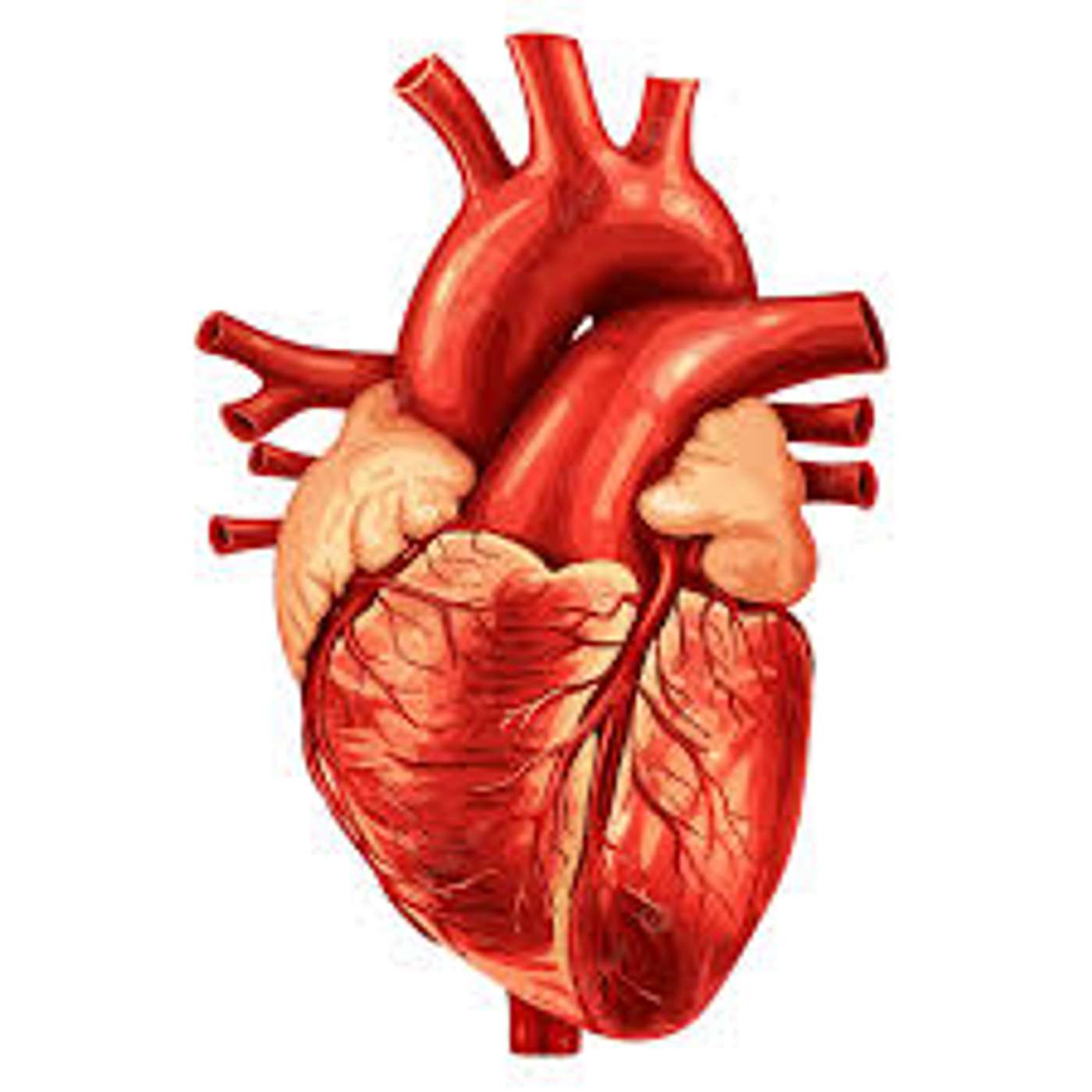 Season 4: Episode 6: What Your Heart and Blood Pressure is Telling You! episode artwork