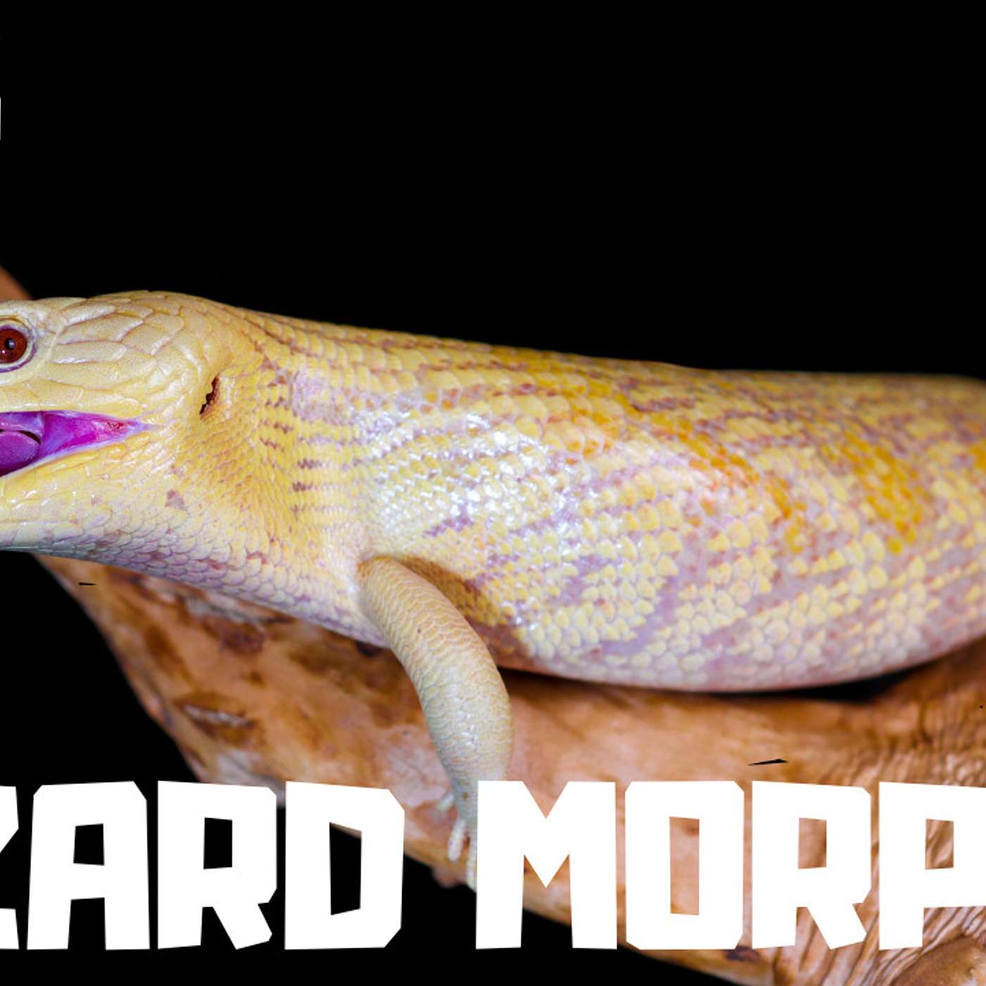 #205 LUKE & EMMA OF LIZARD MORPHS | AUSSIE LIZARD BREEDERS | ALBINO BLUE TONGUE SKINK
