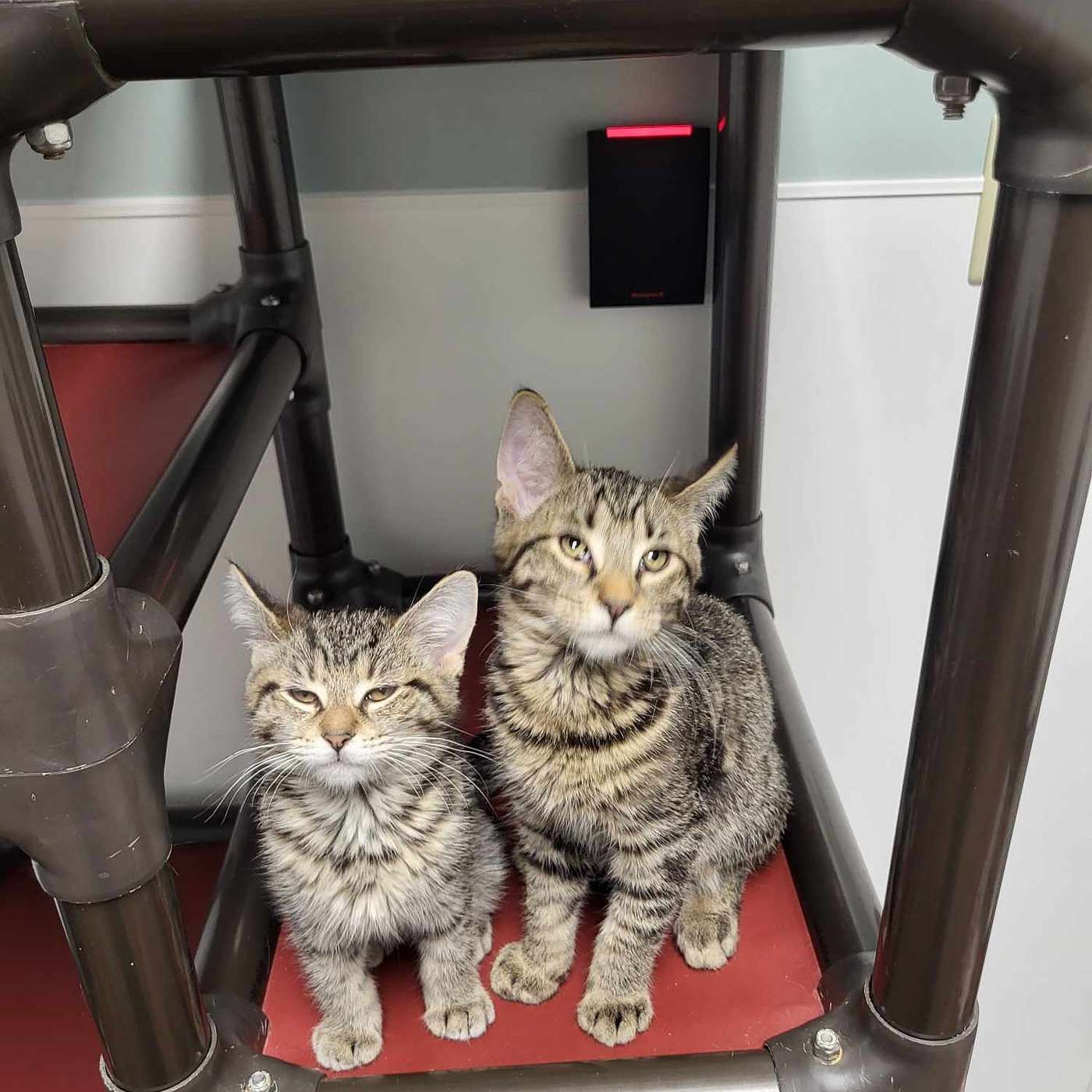 Our visit to the Kitten Room at the SPCA Serving Allegany County!