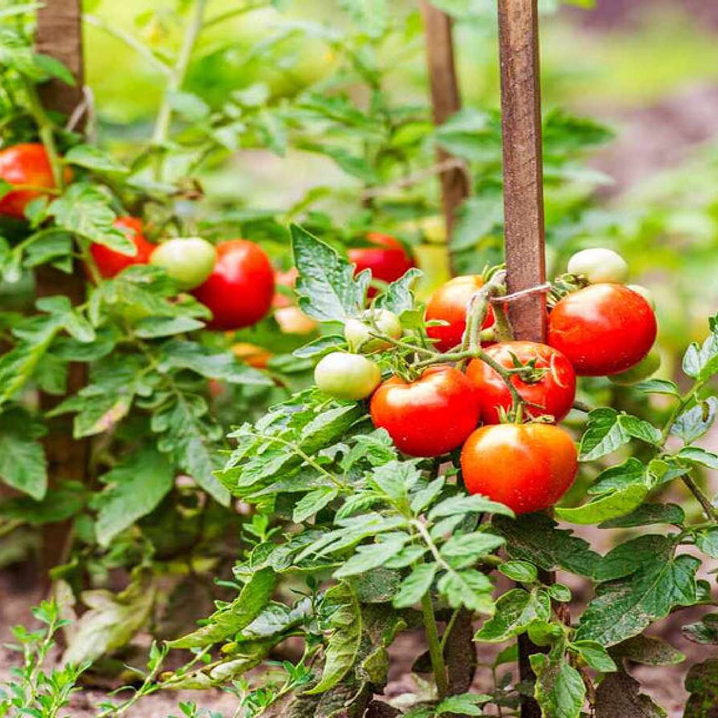 How Many Tomatoes Can You Get From an 8x4x2ft Raised Bed?