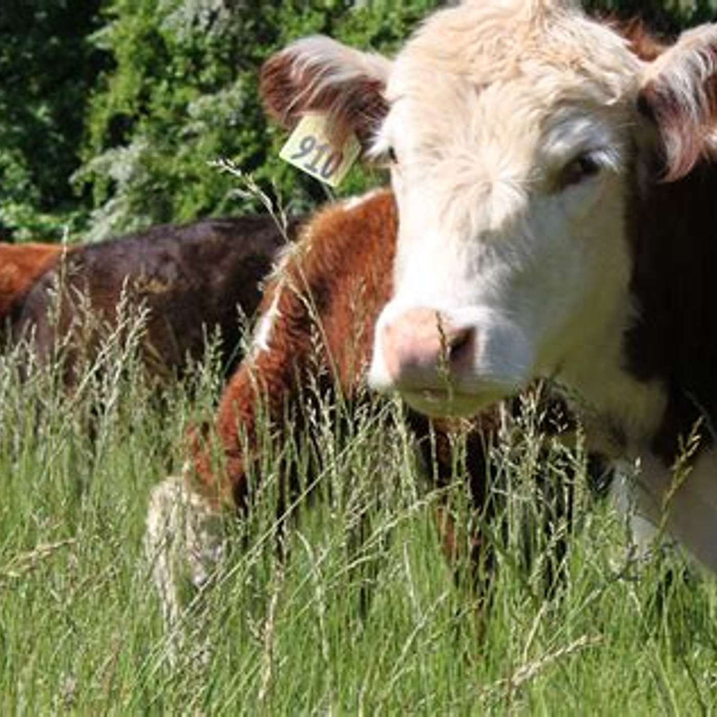 More advantages of Grass-fed livestock episode artwork
