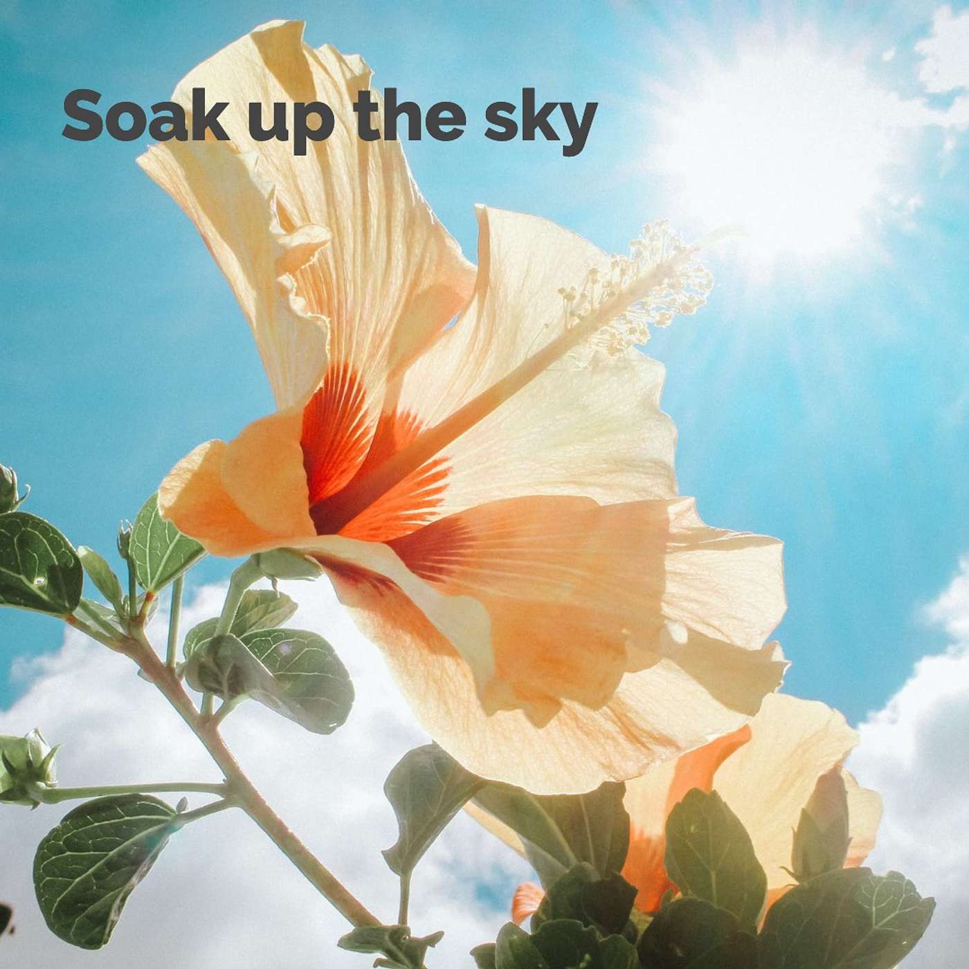 #229 Soak up the sky episode artwork
