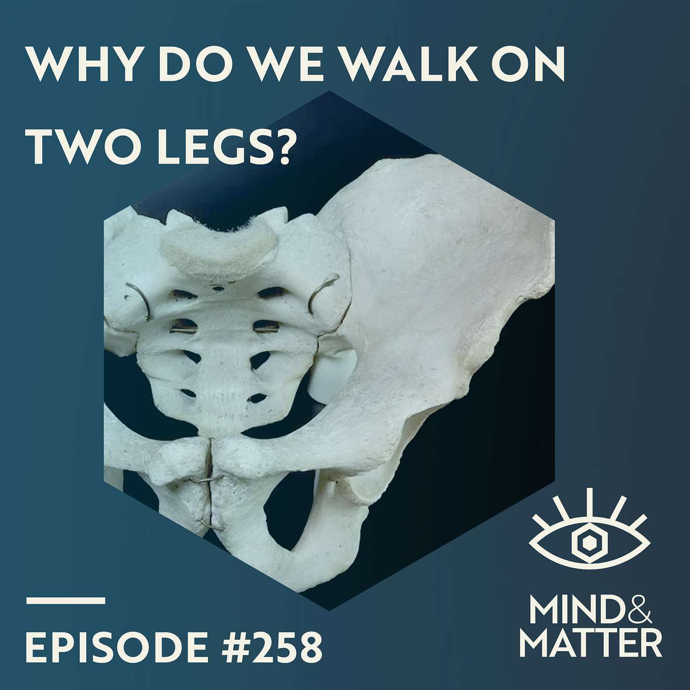 Evolution of Bipedality, Human Pelvis, Muscle & Brain | Terence Capellini | 258