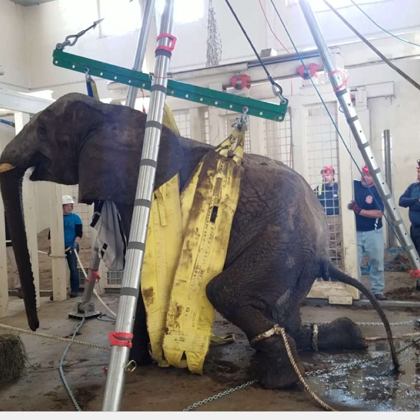 Episode 20, Technical rescue for Elephants with subject matter expert Mike McClure Episode 20, Technical rescue for Elephants with subject matter expert Mike McClure