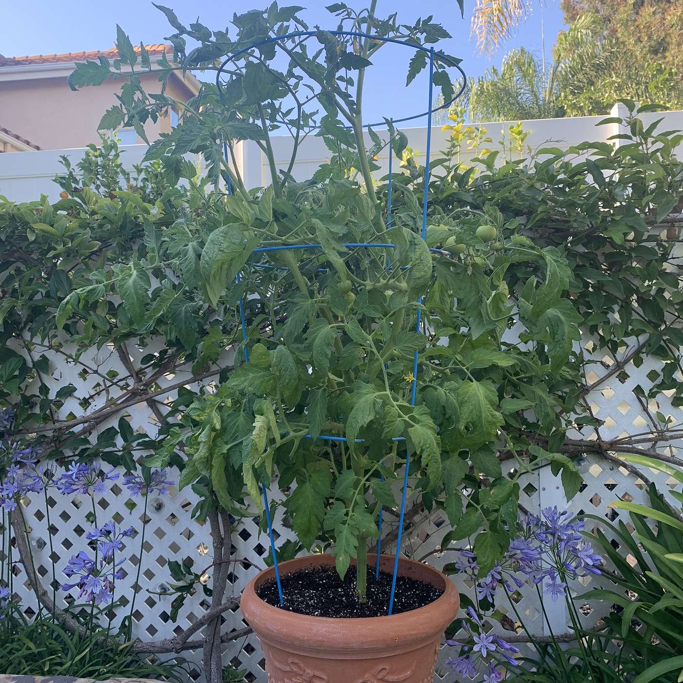Container Gardening episode artwork