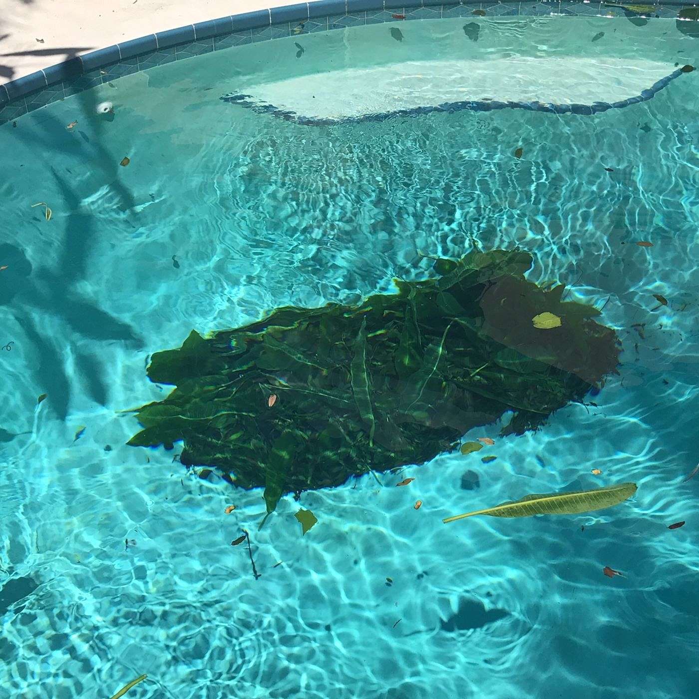 The Chlorine King Show
