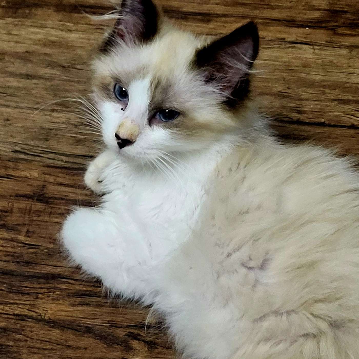 Another visit to the Kitten Room at the SPCA Serving Allegany County! It's our POP-PAW-RAZZI!