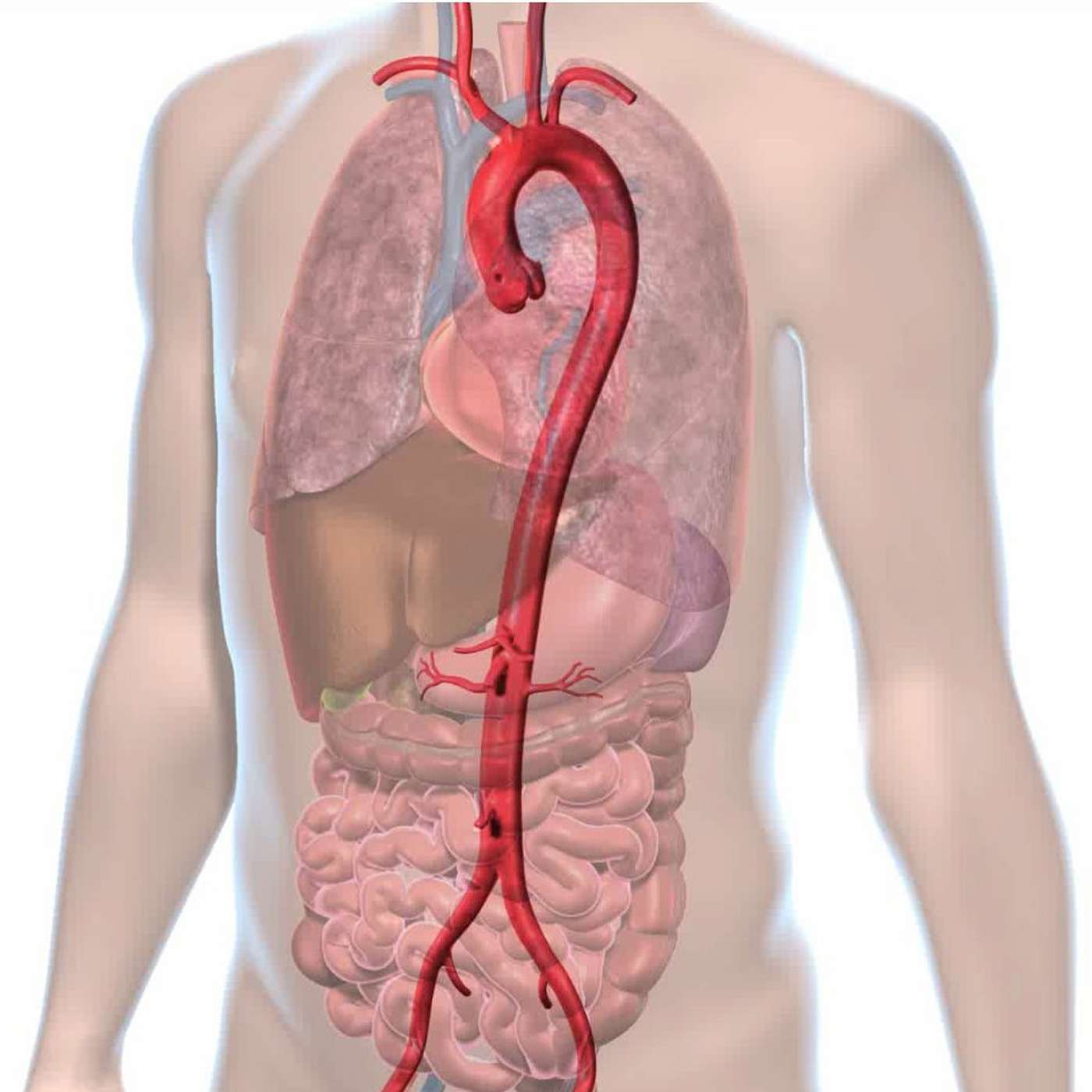 Love Your Heart: A Cleveland Clinic Podcast