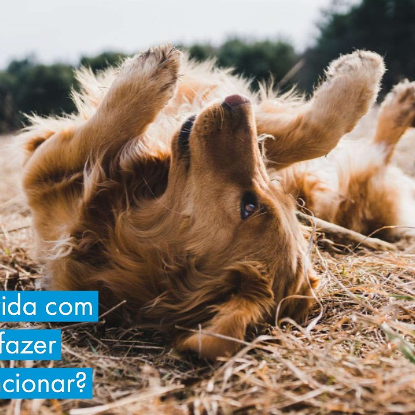 Trabalho e vida com cães: como fazer tudo isso funcionar?
