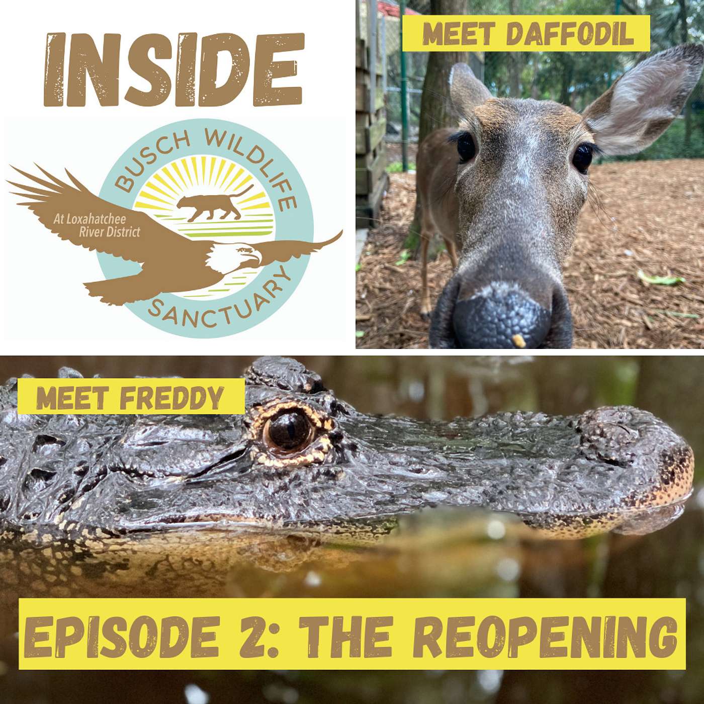 Episode 2: The Reopening