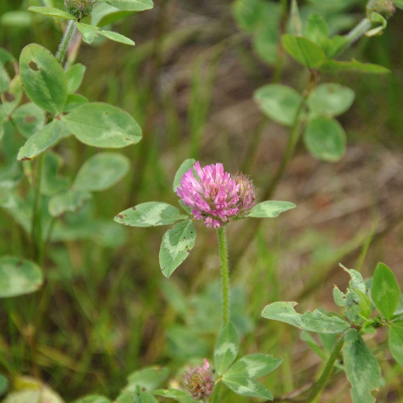 PINK CLOVER