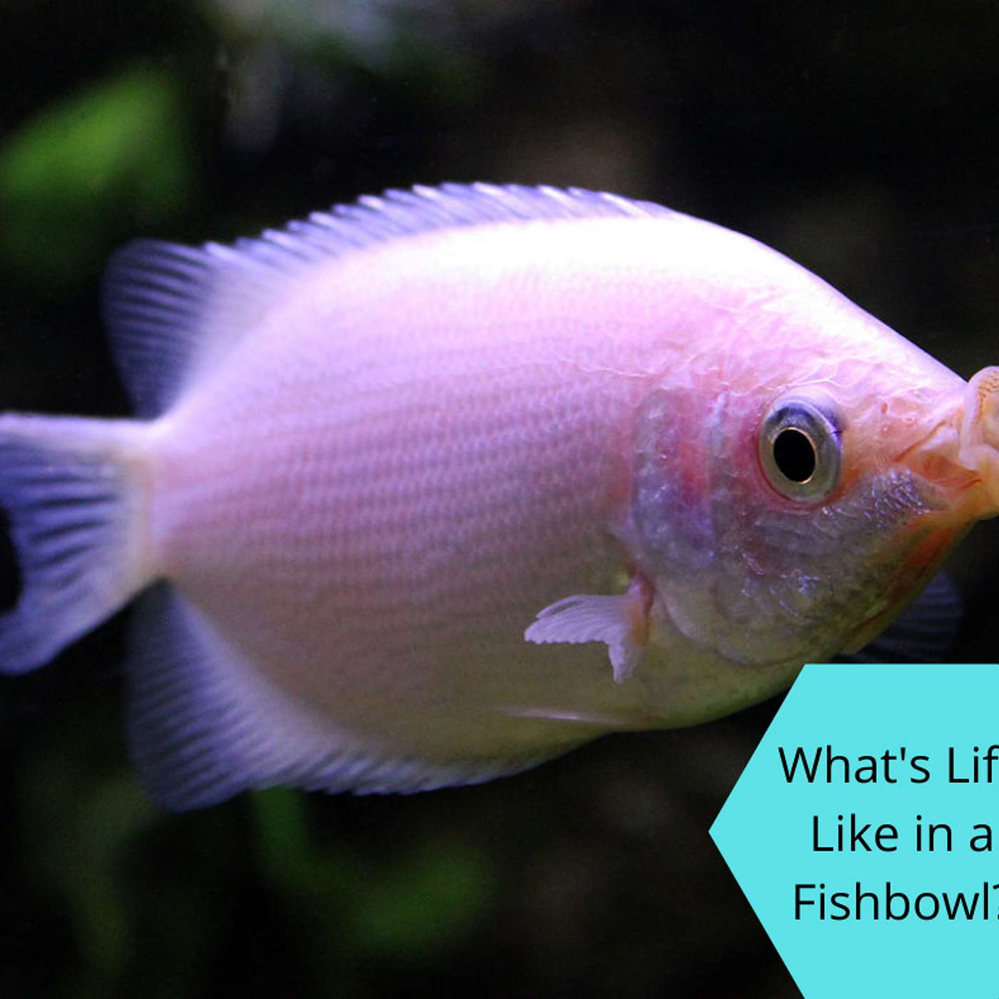 Life In The Tank