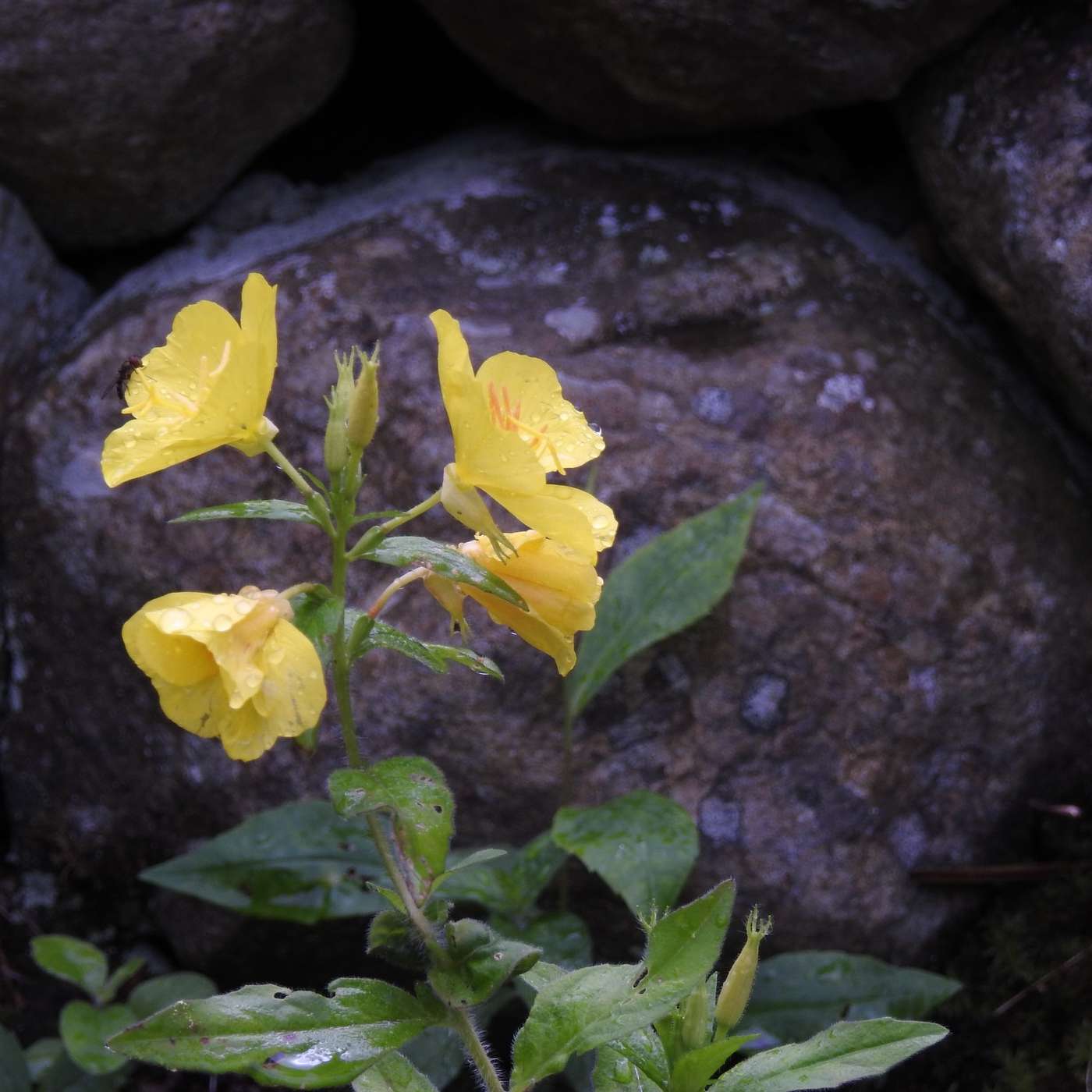ANOTHER YELLOW COLOR