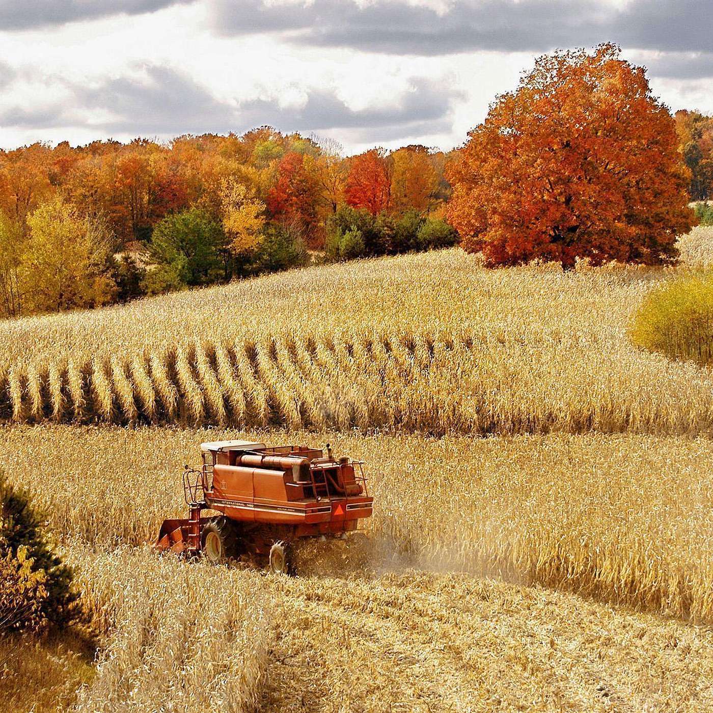 The Great Harvest