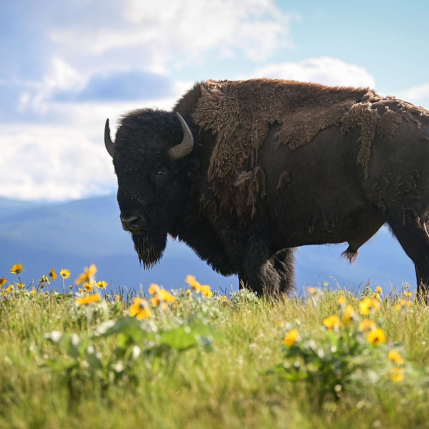 Glacier Park Shuttle Update, Toxic Spill, Invasive Brown Trout Alert & Bison Range Baby Boom episode artwork