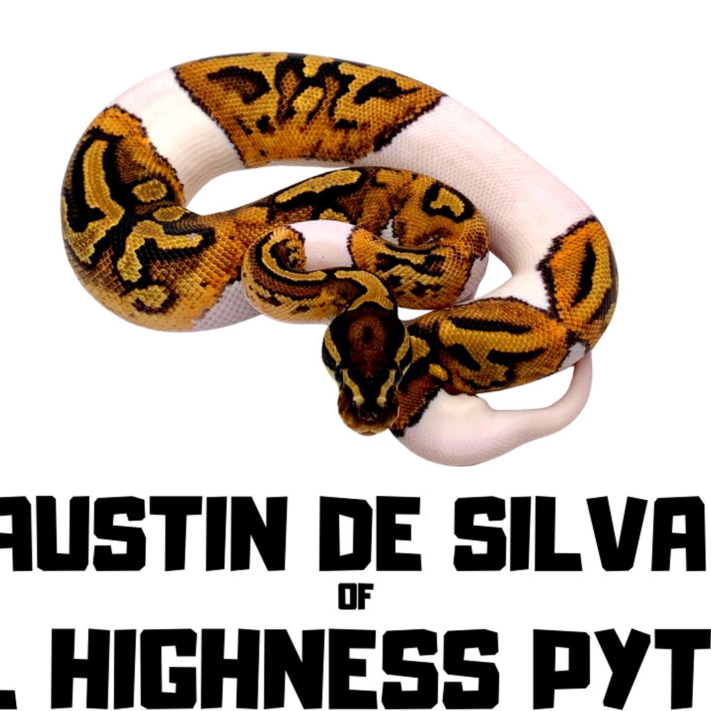 #112 AUSTIN DE SILVA OF ROYAL HIGHNESS PYTHONS | BALL PYTHON MORPH | TRAP TALK WITH MJ