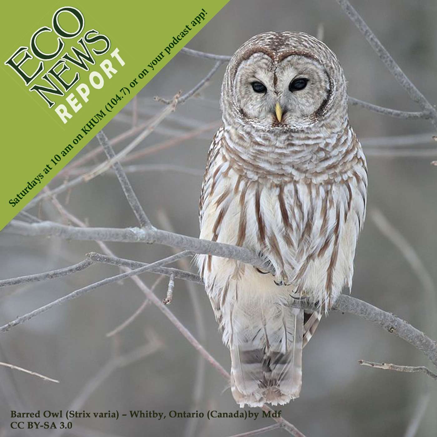 To Save an Owl, We Kill an Owl? episode artwork