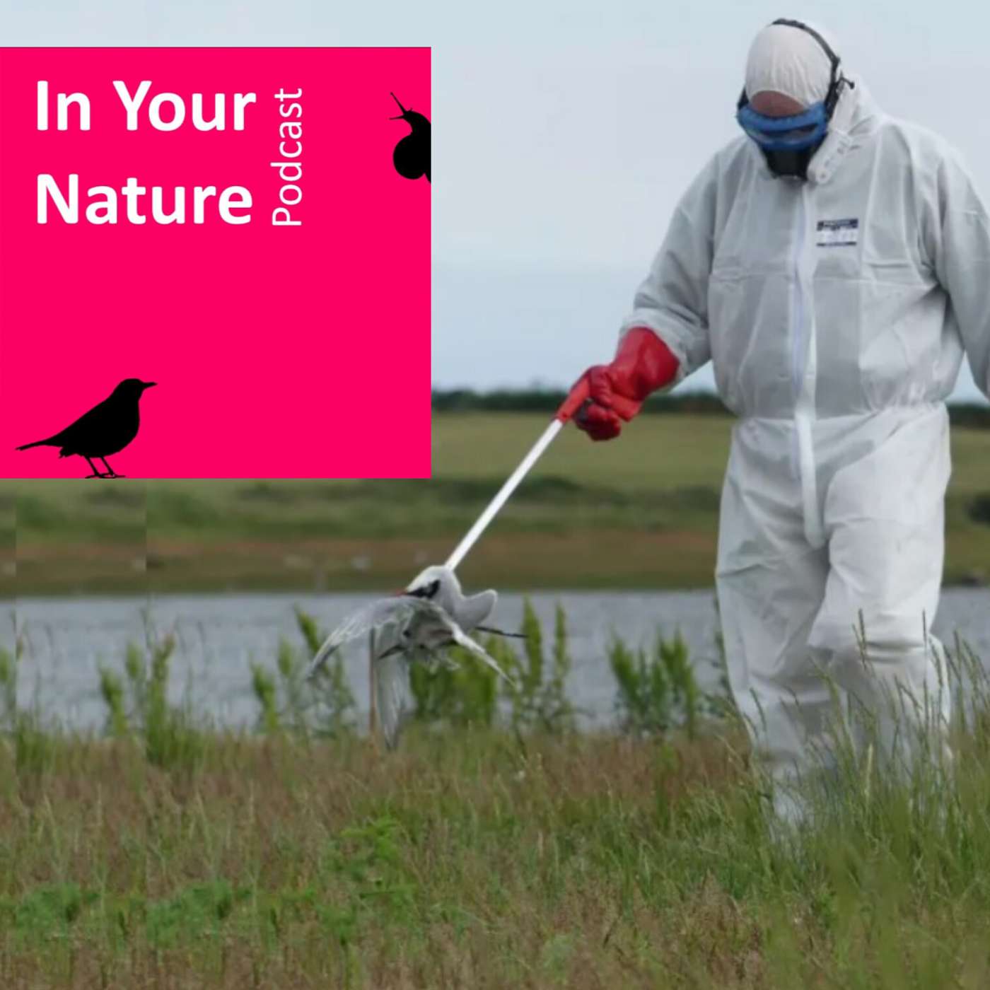 In Your Nature Ep 39 - Bird Flu Update