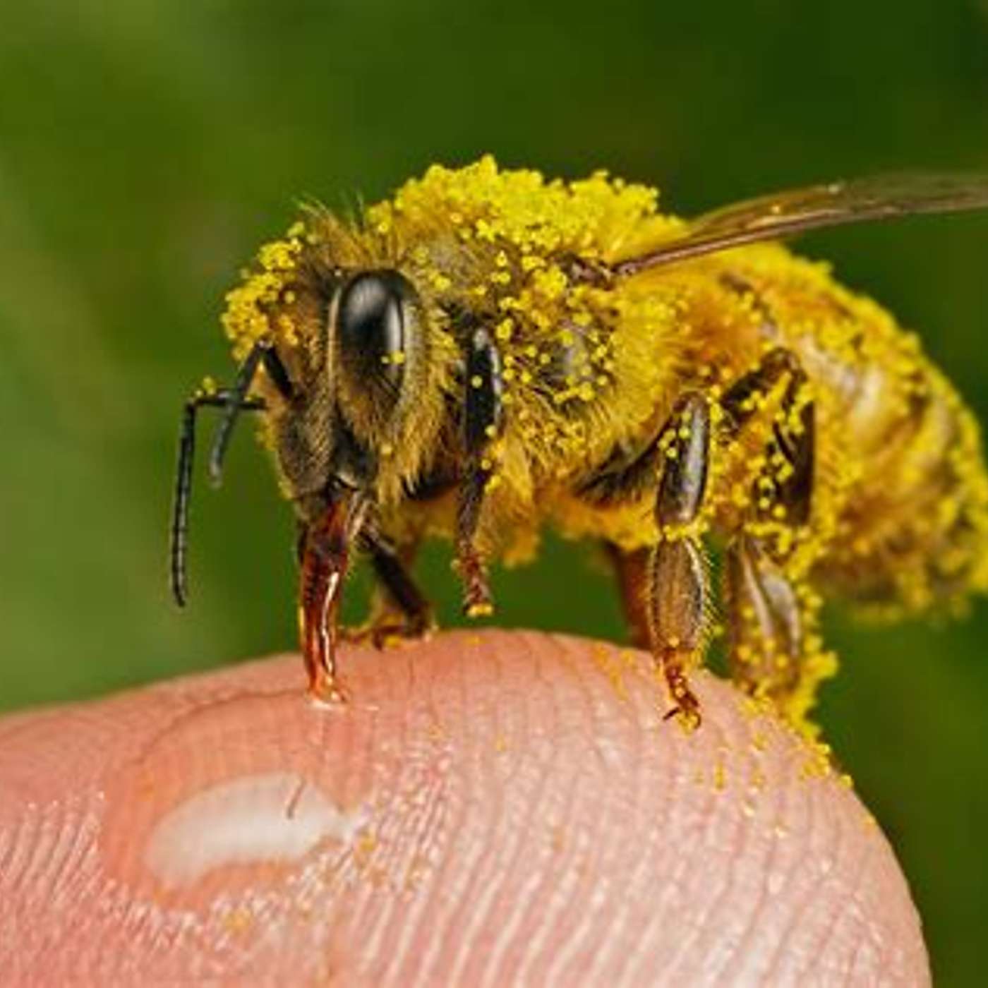 Pollinators: We couldn't live well without them episode artwork