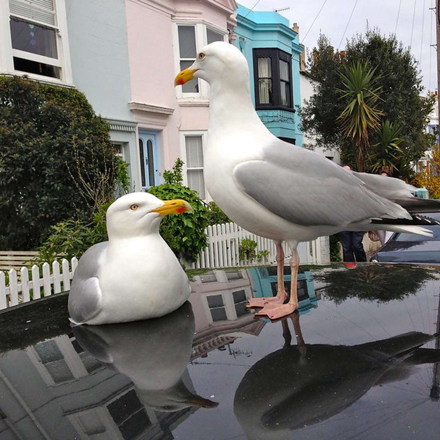 The Brighton Babbler