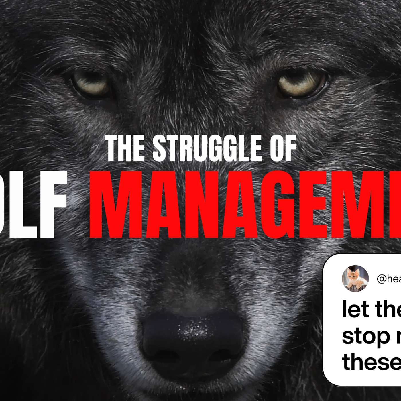 #61 - Part 2 Wolf Hunting & Trapping, The Conservation War with Justin Webb