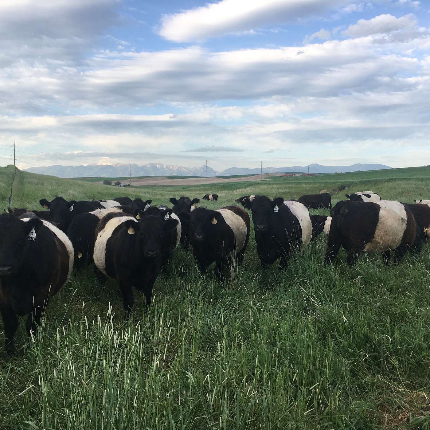 The Farmer\'s Story Podcast