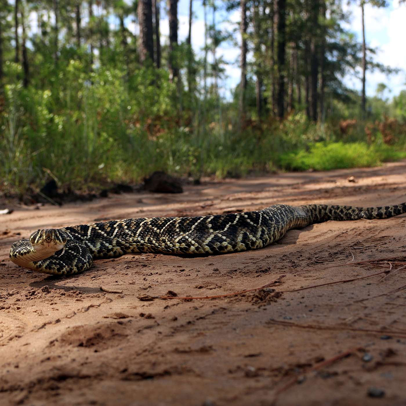 Save the Buzztails!  Getting to know the Rattlesnake Conservancy in Florida!