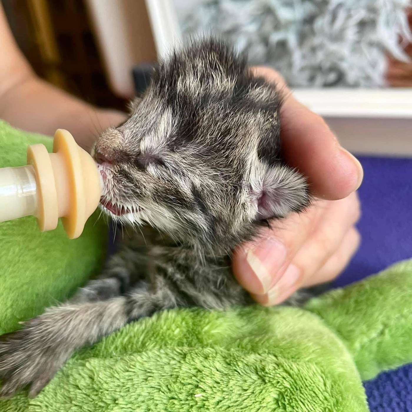 13. Achter de schermen van een kittenopvang