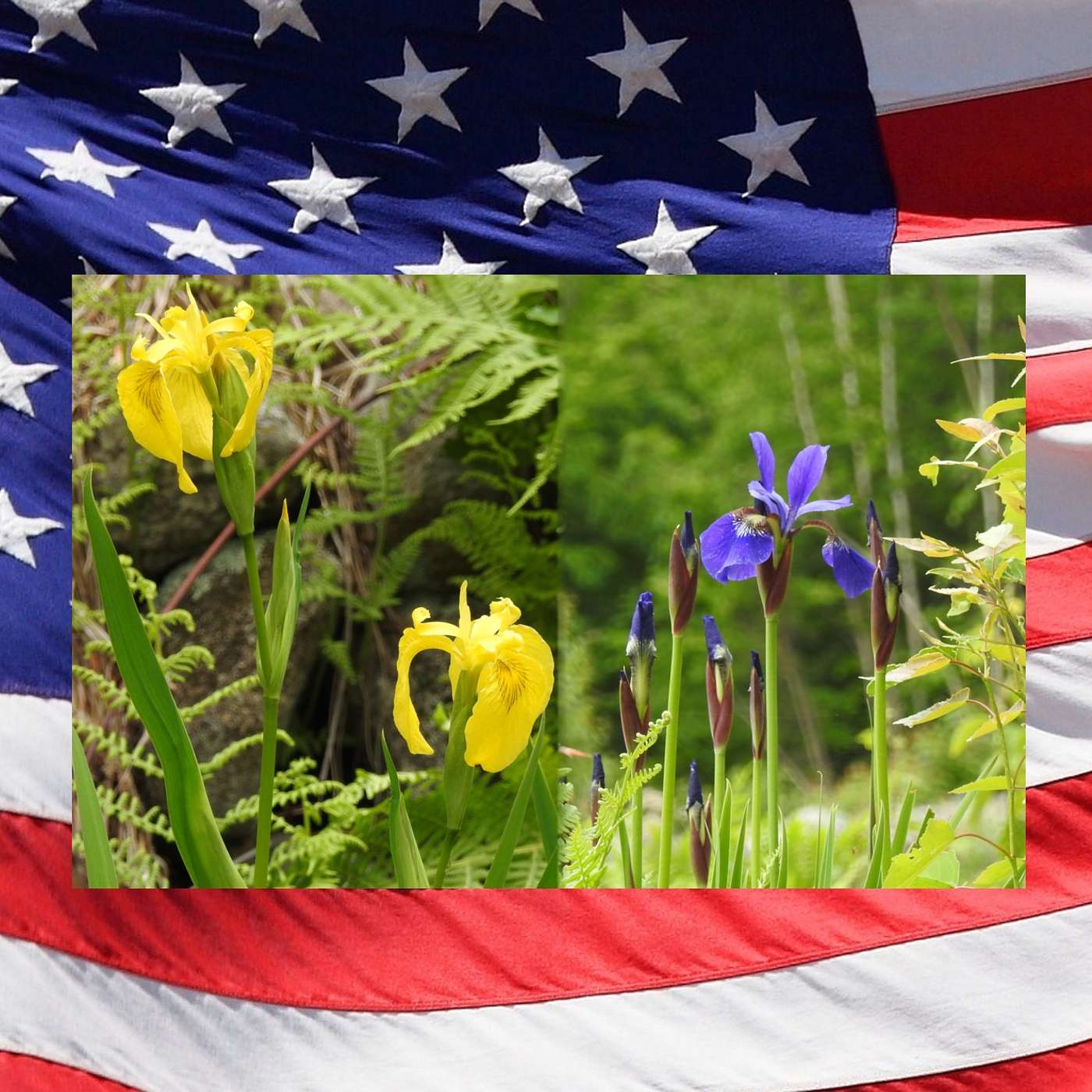FLAGS OF FREEDOM