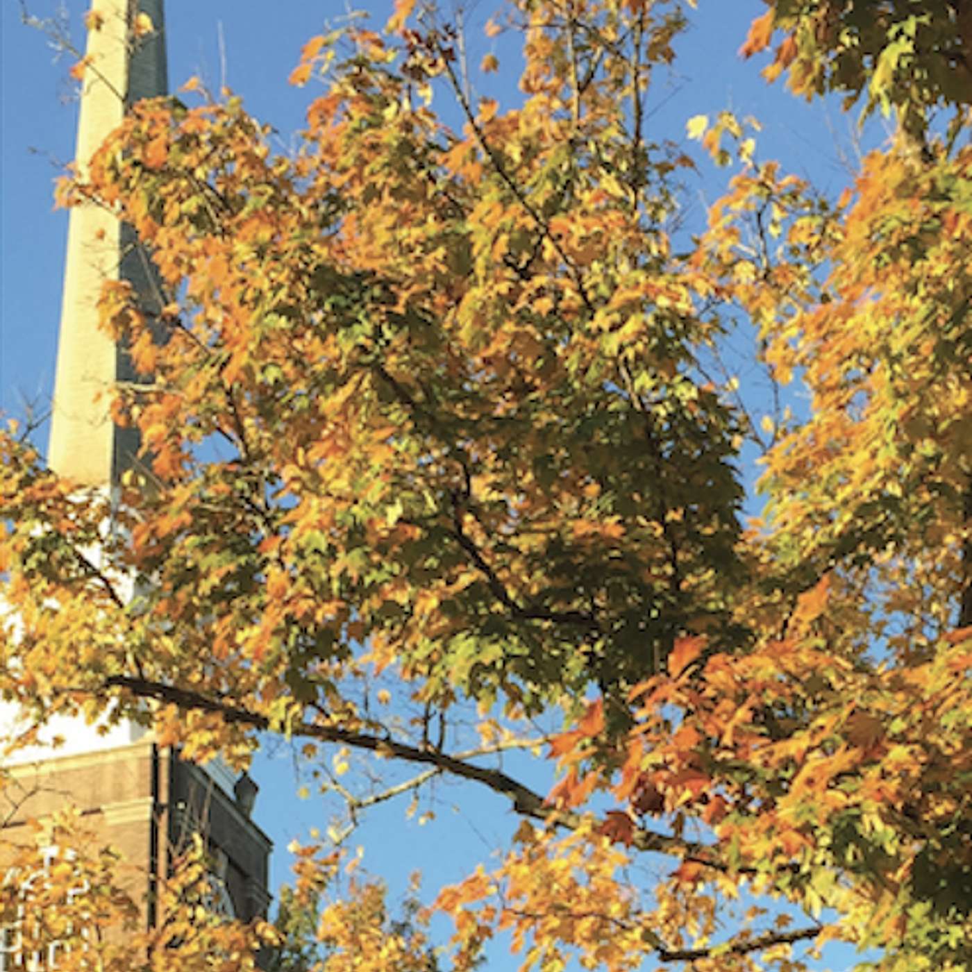 Westminster Talking the Text