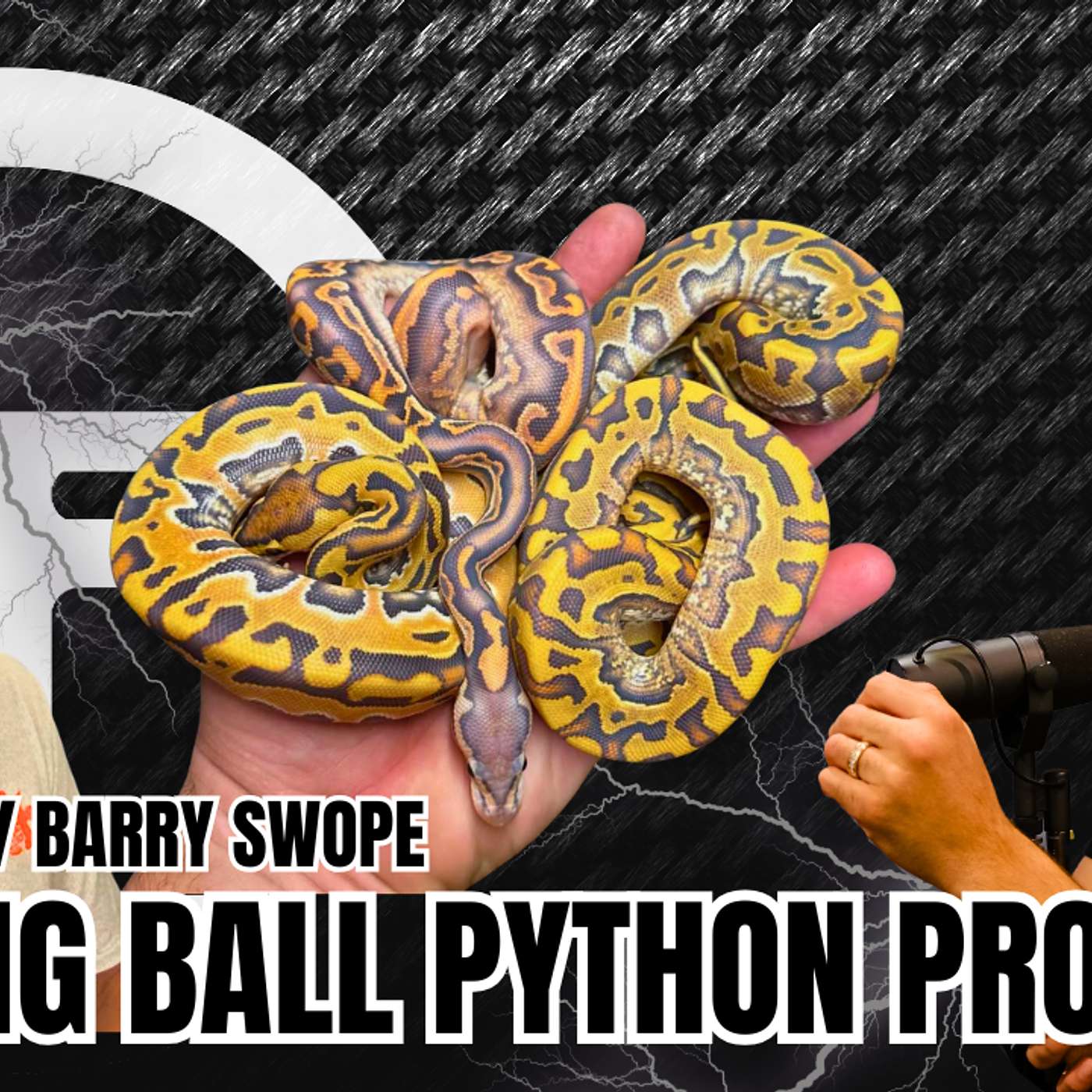 How To Work A Leading Ball Python Project In 2025 | Trap Talk With MJ Live